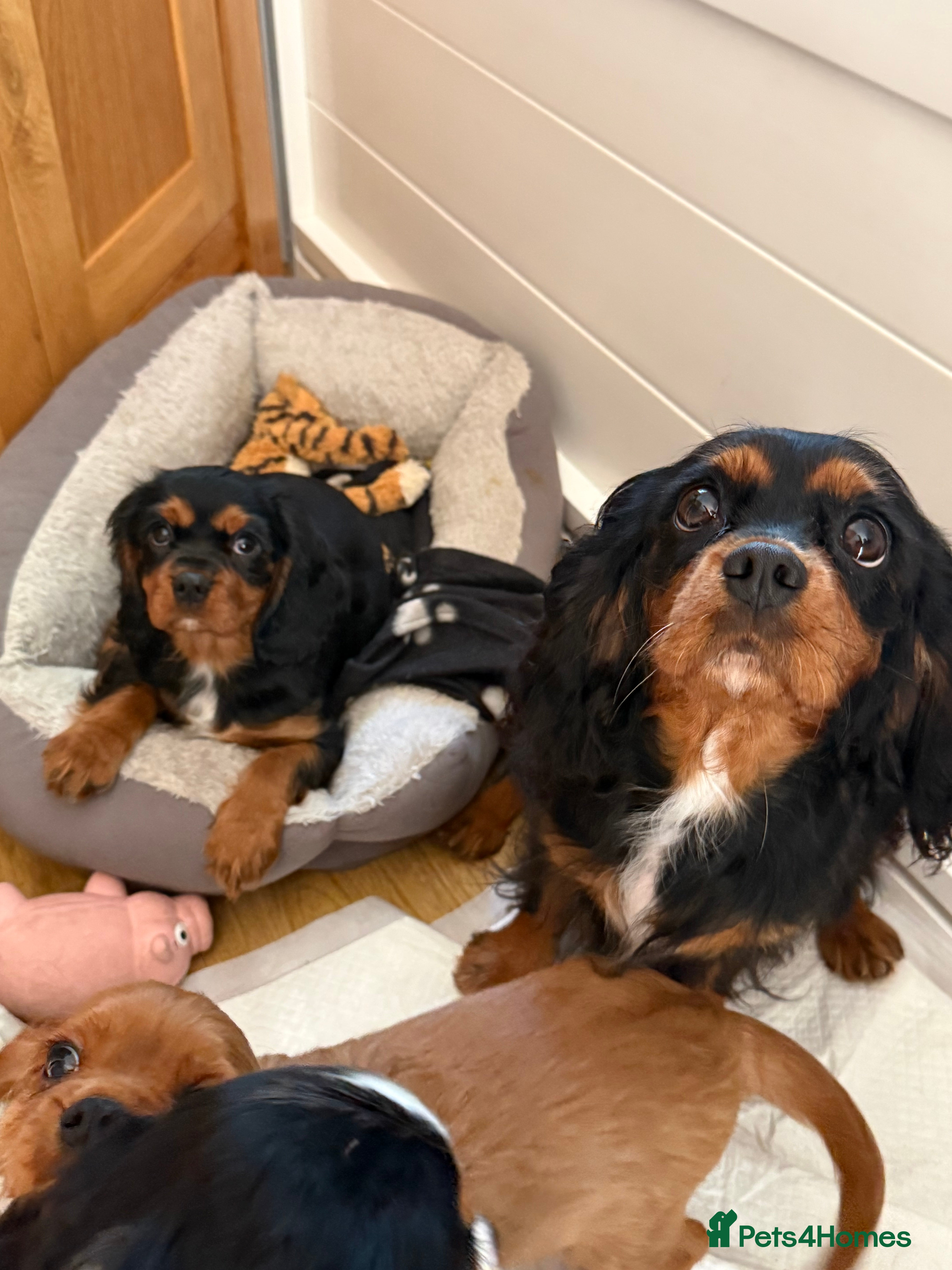 Cavalier King Charles Spaniel dogs Extensively Health Tested Cavilier King Charles  - Advert 2