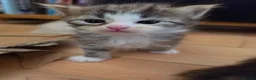 Siberian cats for sale: Pure gorgeous Siberian Kittens  - Advert 4