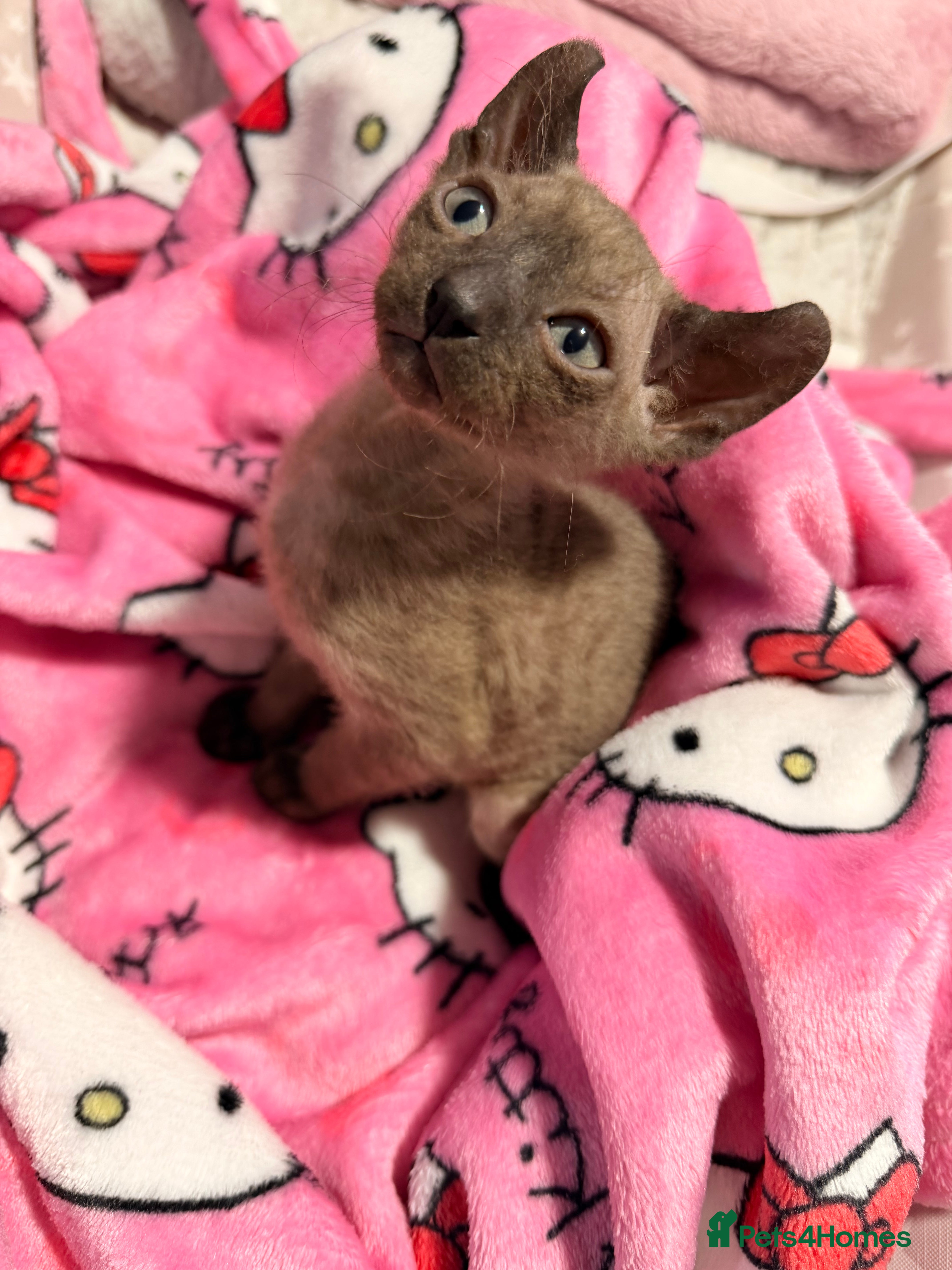 Sphynx cats Beautiful Sphynx and Elf kittens 🐾🩵🩷 - Advert 3