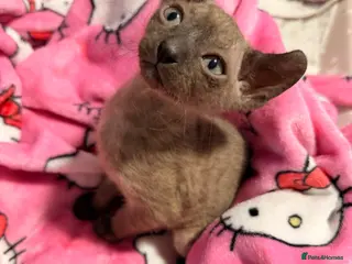 Sphynx cats Beautiful Sphynx and Elf kittens 🐾🩵🩷 - Advert 6