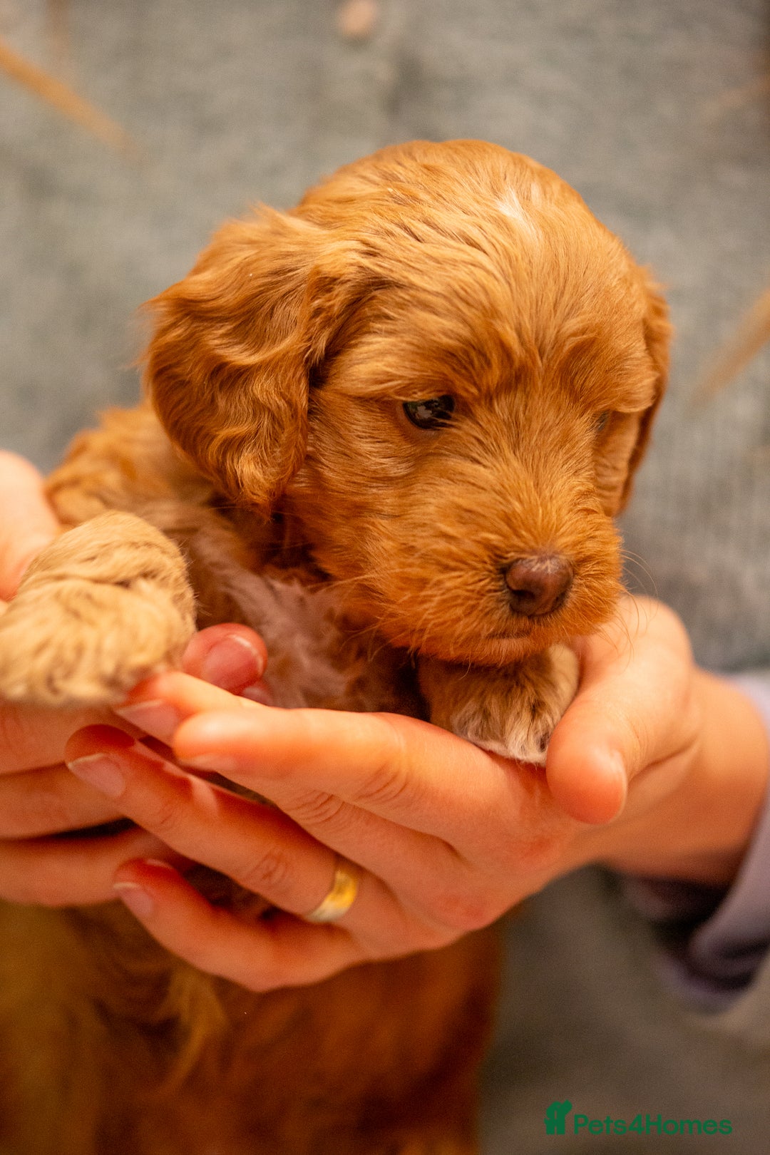 Cockapoo dogs for sale: Stunning F2b Miniature Cockapoos / Health Tested - Image 27