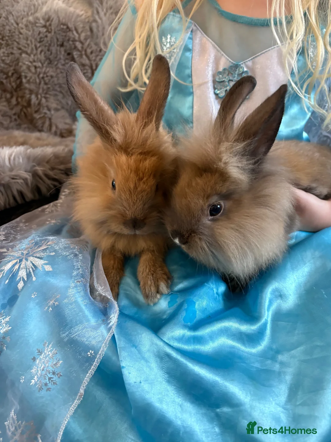 Lionhead rabbits for sale: 4 beautiful baby rabbits ready for there new homes - Advert 9