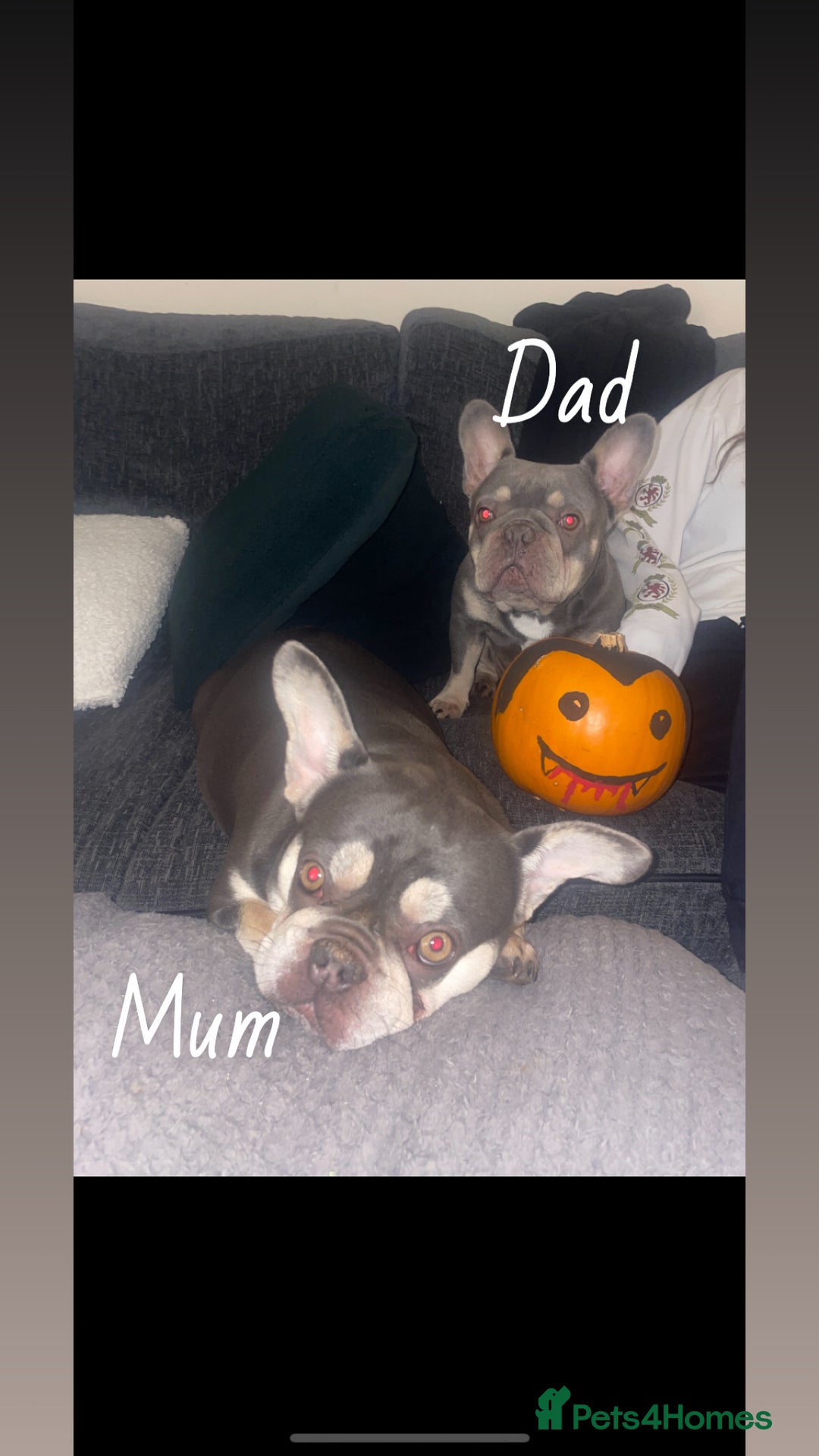 French Bulldog dogs for sale: 2 gorgeous lilac and tan french bulldogs  - Advert 3