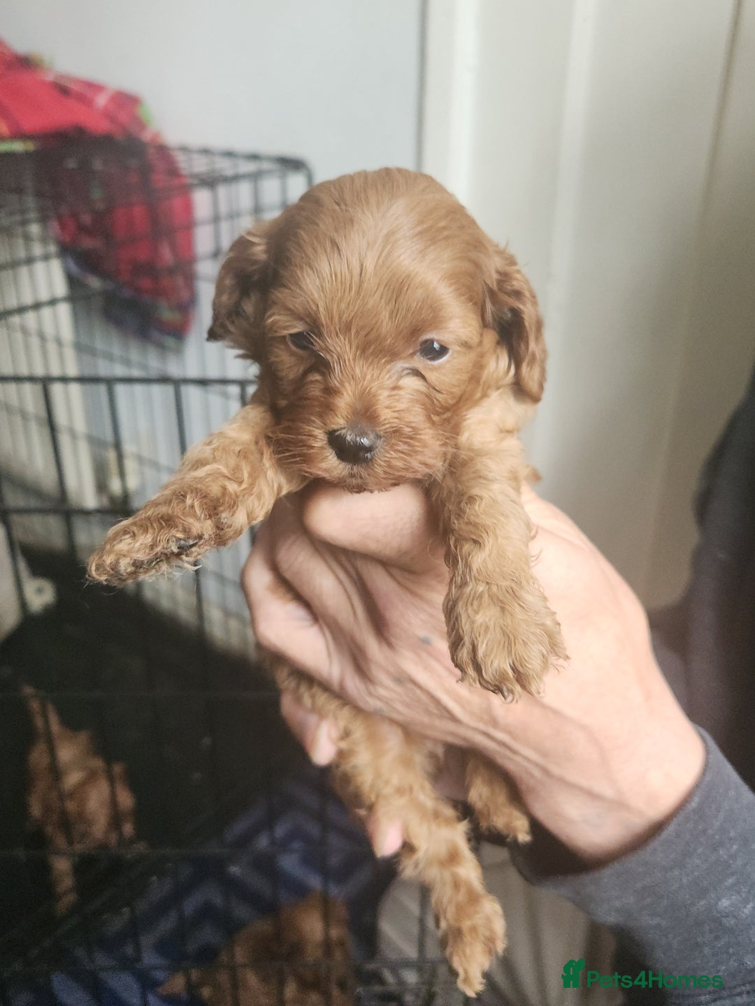 Cockapoo dogs for sale: 5 lovely cuddly puppies - Image 7