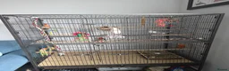 Cockatiels birds for sale: Cockatiel and cage for sale in Hinckley - Advert 2