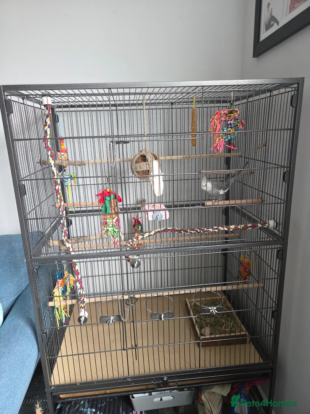 Cockatiels birds for sale: Cockatiel and cage for sale in Hinckley - Advert 2
