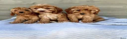 Cockapoo dogs for sale: Cockapoo puppies looking for a new home  - Advert 2