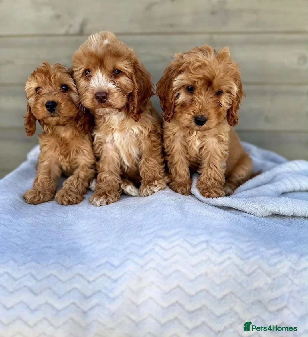 Cockapoo dogs for sale: Cockapoo puppies looking for a new home  - Advert 2