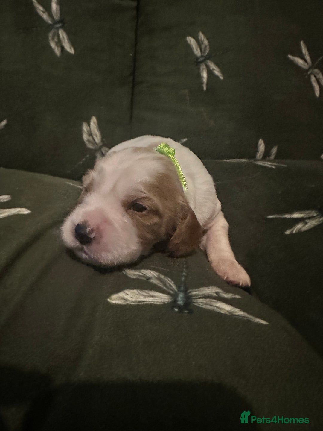 Cockalier dogs for sale: Cockalier puppies  - Advert 21