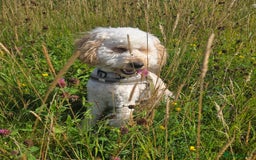 Cockapoo dogs for sale: Male Cockerpoo 2 year old - Image 2