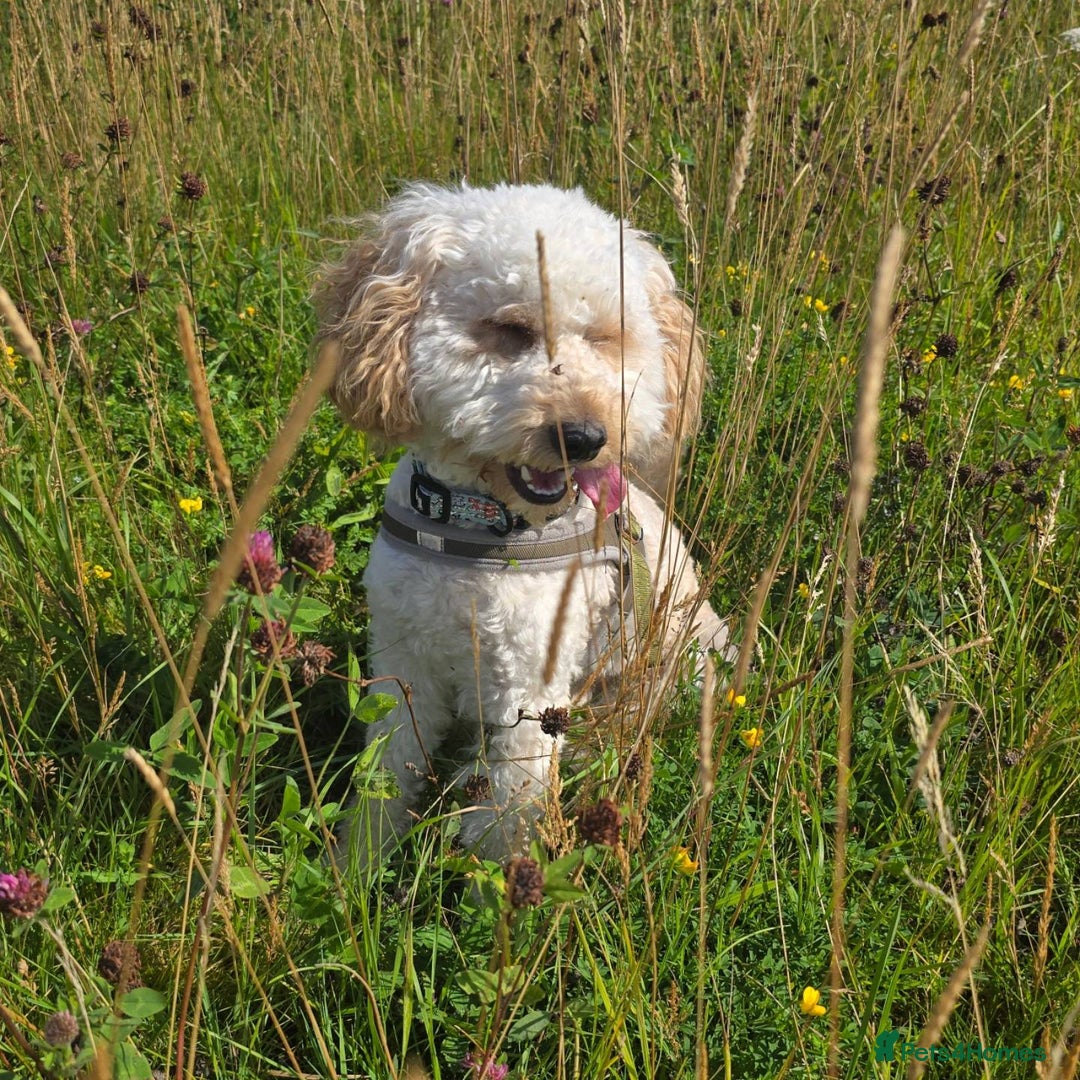 Cockapoo dogs for sale: Male Cockerpoo 2 year old - Image 2