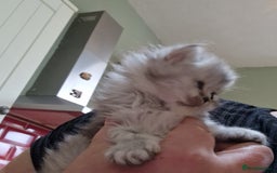 Persian cats for sale: Persian with Himalyan kitten  - Image 7