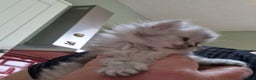 Persian cats for sale: Persian with Himalyan kitten  - Advert 7