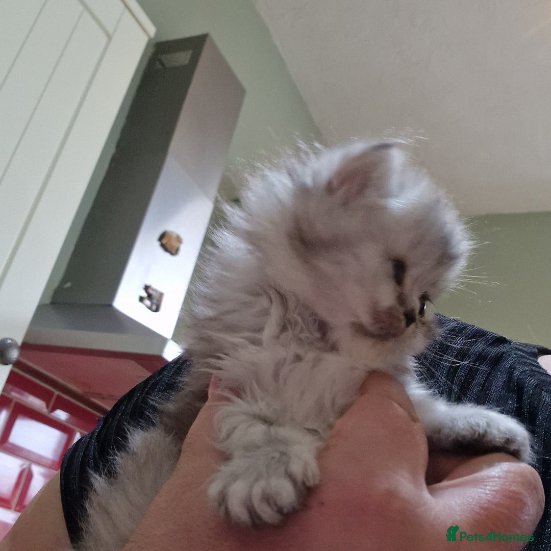 Persian cats for sale: Persian with Himalyan kitten  - Image 7