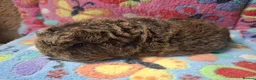 Guinea Pig rodents for sale: Baby Longhaired Boars Texel/Merino To Reserve - Advert 2