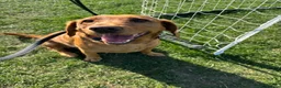 Cockerdor dogs for sale: Bodhi in Bedford - Advert 5