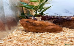 Guinea Pig rodents for sale: 🏡🐹 Multiple pretty Boys available 🐹🏡 - Image 21