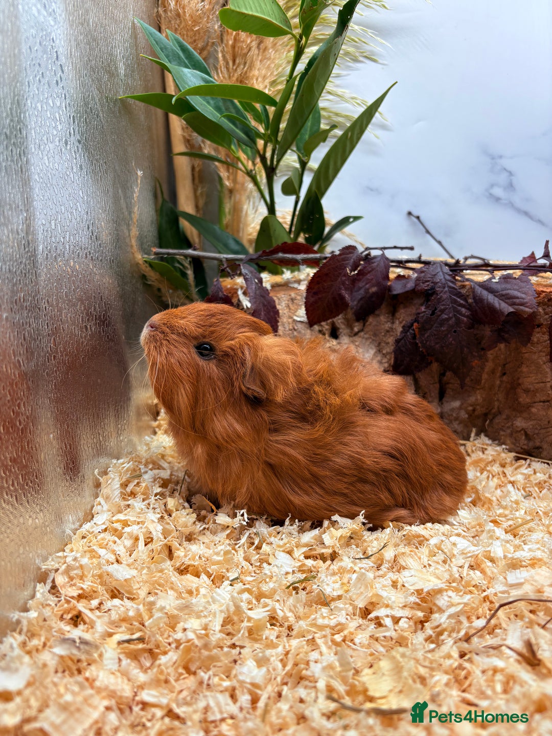 Guinea Pig rodents for sale: 🏡🐹 Multiple pretty Boys available 🐹🏡 - Image 21