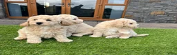 Poochon dogs for sale: Poochon Puppies - Advert 7