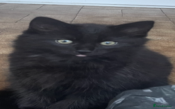 British Shorthair cats for sale: 3 x stunning black 12 week old boys  - Advert 8