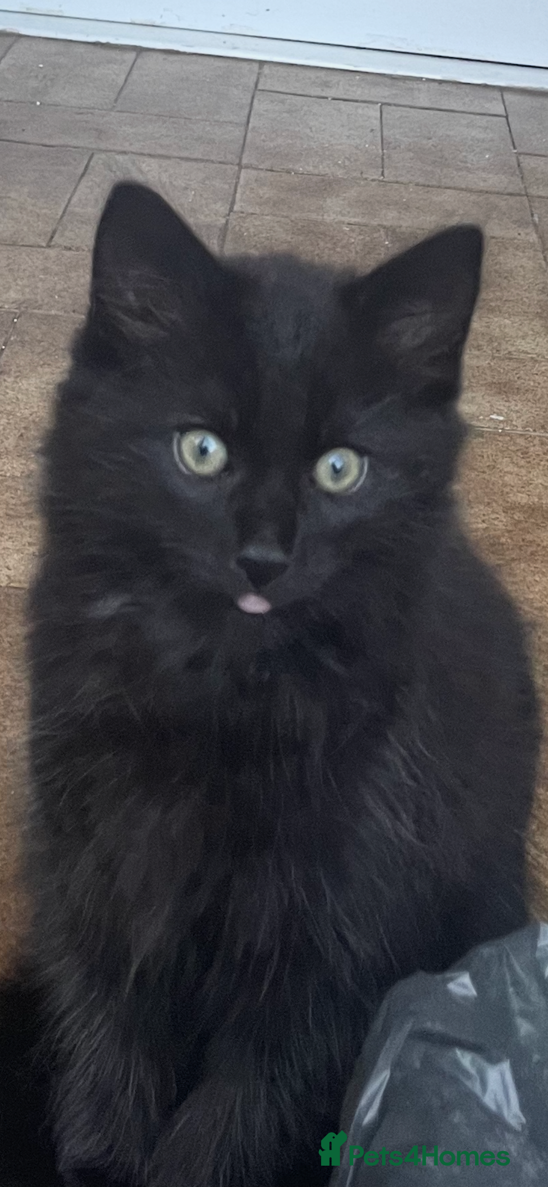 British Shorthair cats for sale: 3 x stunning black 12 week old boys  - Advert 8