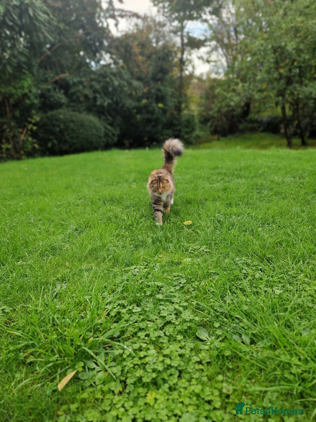 Maine Coon cats for sale: Maine coon mixed breed - Image 6