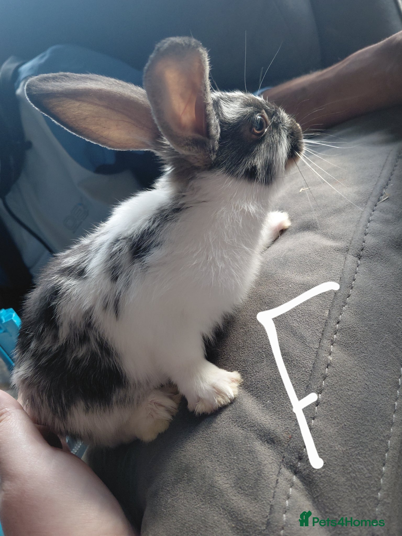 Mixed Breed rabbits for sale: Baby Bunnies  in Wolverhampton - Advert 5