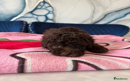 Toy Poodle dogs for sale: 1 Male & 1 Female Toy Poodle - Image 7