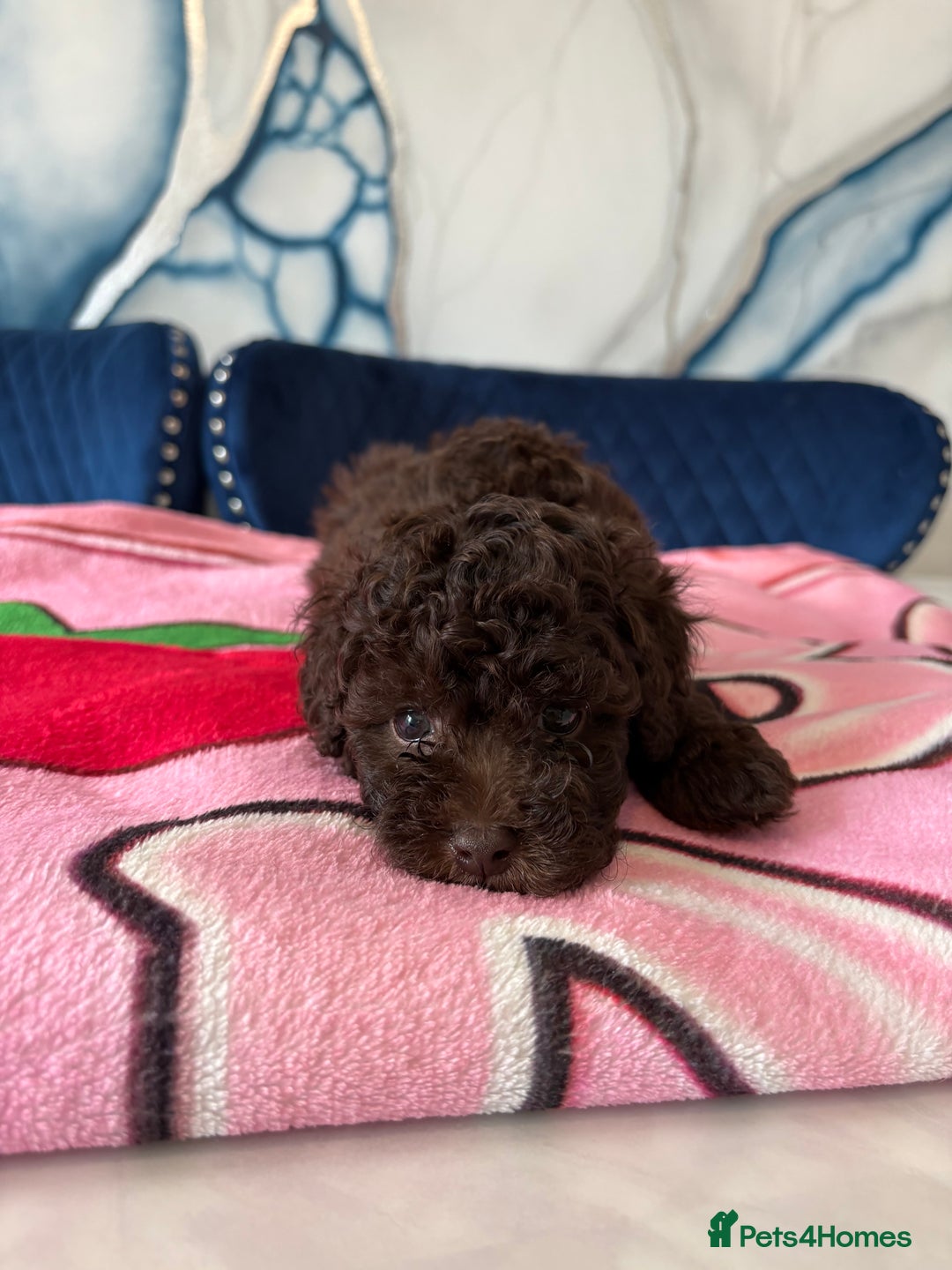 Toy Poodle dogs for sale: 1 Male & 1 Female Toy Poodle - Image 7