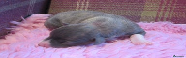 Whippet Puppy 7