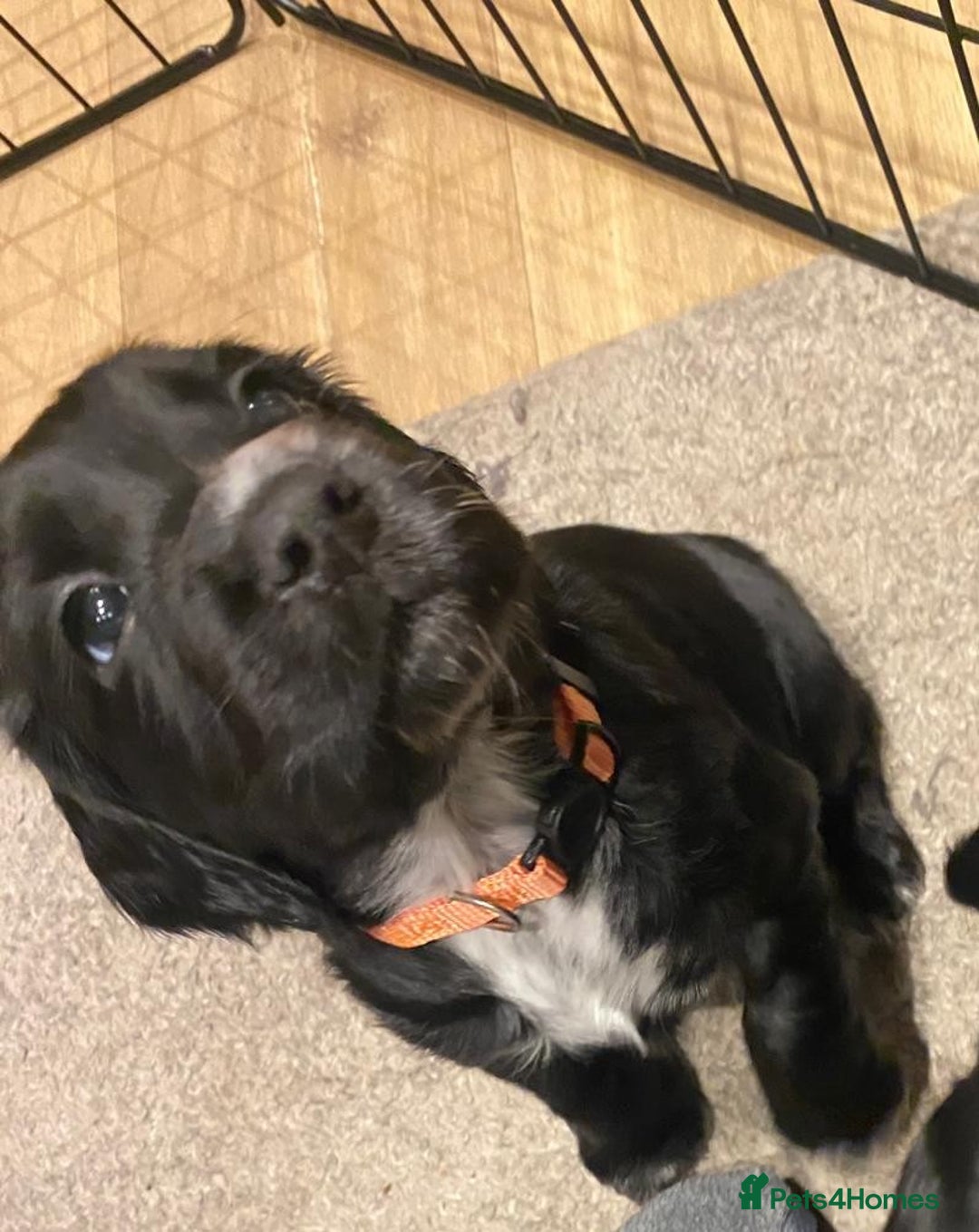 Cocker Spaniel dogs for sale: Cocker Spaniel Puppies - Advert 26