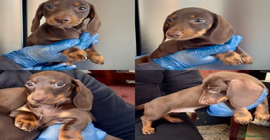 Miniature Dachshund dogs - Advert 13