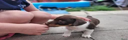 Jack Russell dogs for sale: Jack Russell puppies - Advert 5