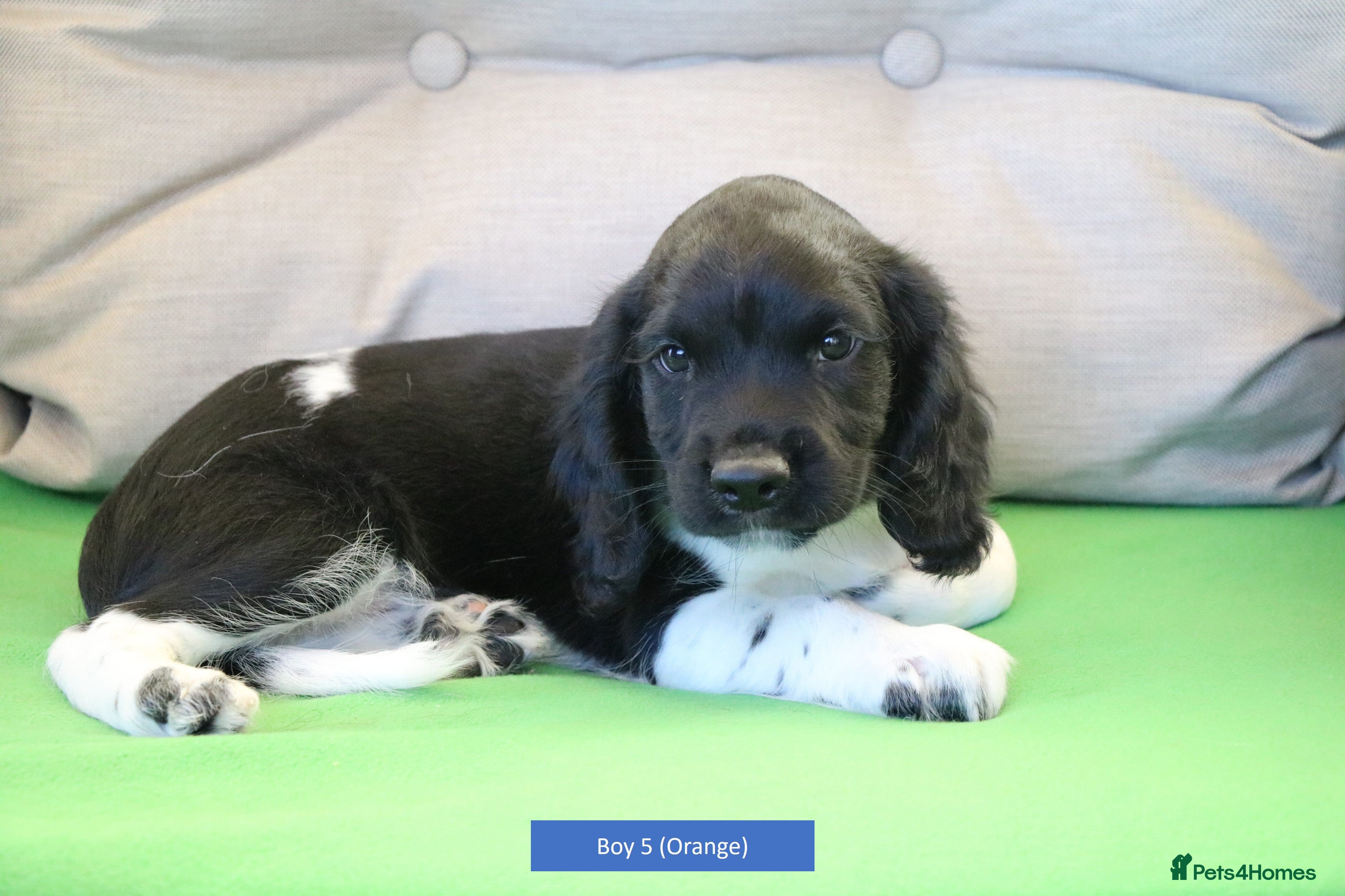 English Springer Spaniel dogs Health Tested English Springer Spaniel Puppies - Advert 8