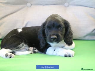 English Springer Spaniel dogs Health Tested English Springer Spaniel Puppies - Advert 8