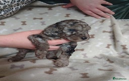 Cockapoo dogs for sale: Gorgeous F1B Miniature Cockapoo puppies  - Image 2