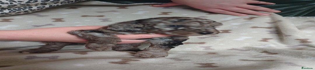 Cockapoo Puppy 3