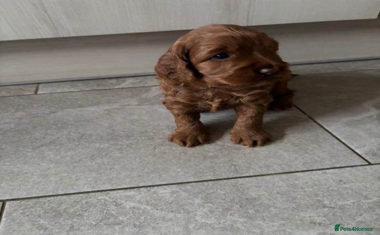 Cockapoo dogs - Advert 1