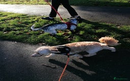 Cockapoo dogs for adoption: 💙🐶 BOBBY 🐶💙 - Advert 22