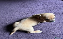 Mixed Breed dogs for sale: French wieners - Image 22
