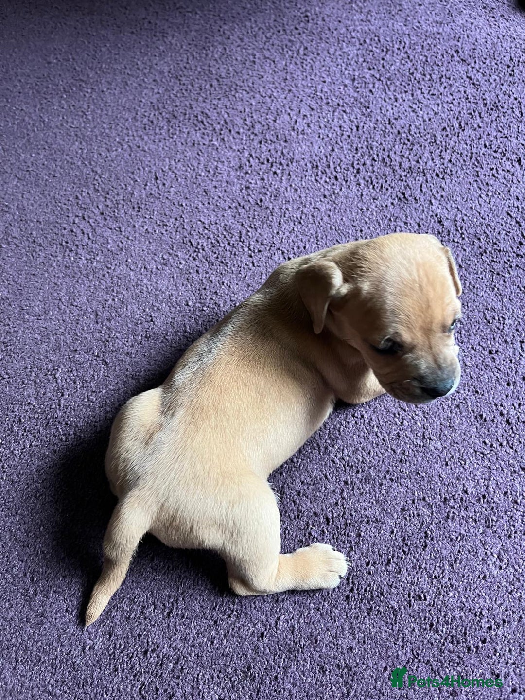 Mixed Breed dogs for sale: French wieners - Image 22