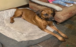 Rhodesian Ridgeback dogs for sale: Rocco and Roman  - Image 6