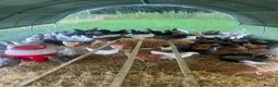 Chickens poultry for sale: Hybrid Hens - Point of Lay  - Advert 8
