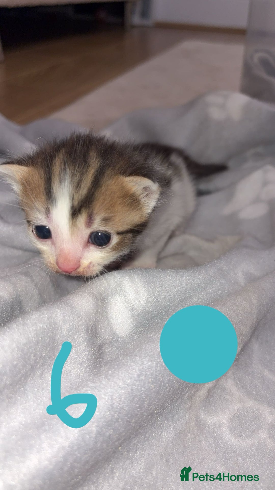 British Shorthair cats for sale: 6 beautiful kittens for sale  - Advert 13