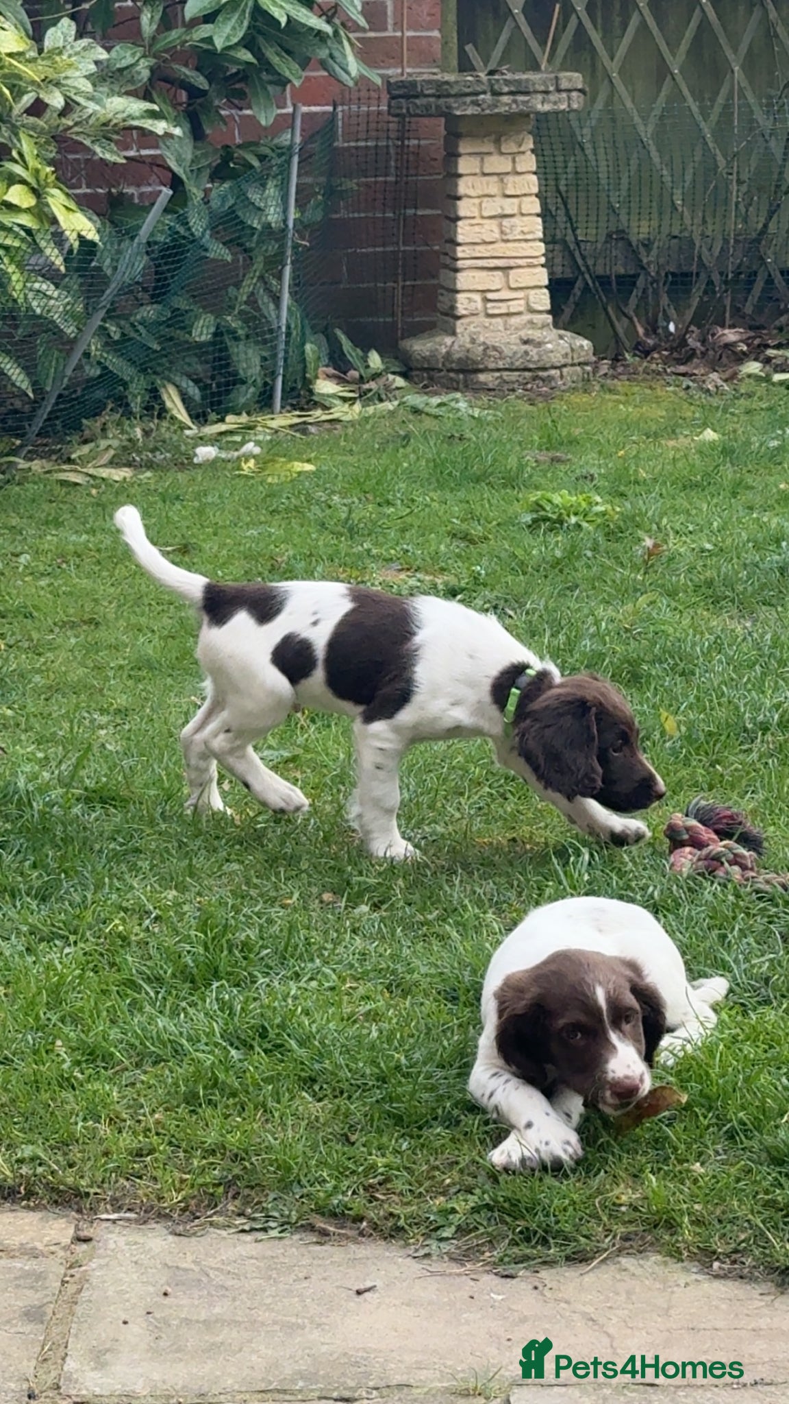English Springer Spaniel dogs One Male Puppy Available  - Advert 13