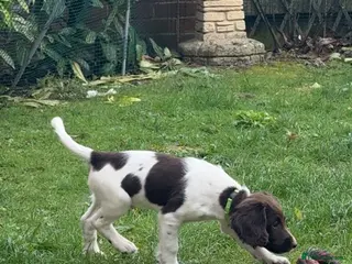 English Springer Spaniel dogs One Male Puppy Available - Advert 1