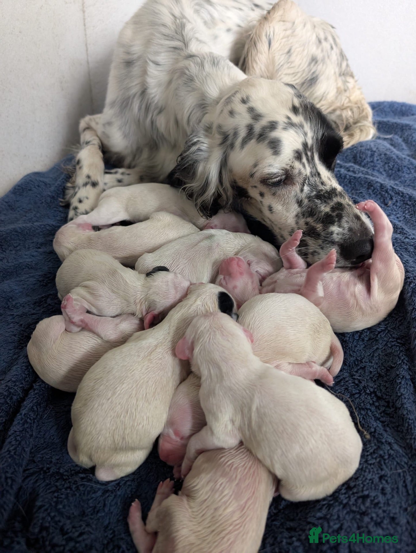 English Setter dogs Field type English Setters - Advert 1