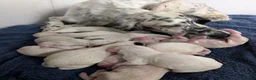 English Setter dogs for sale: Field type English Setters in Woking - Advert 1