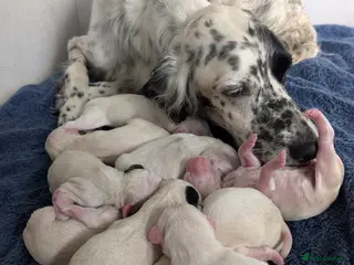 English Setter dogs Field type English Setters - Advert 6