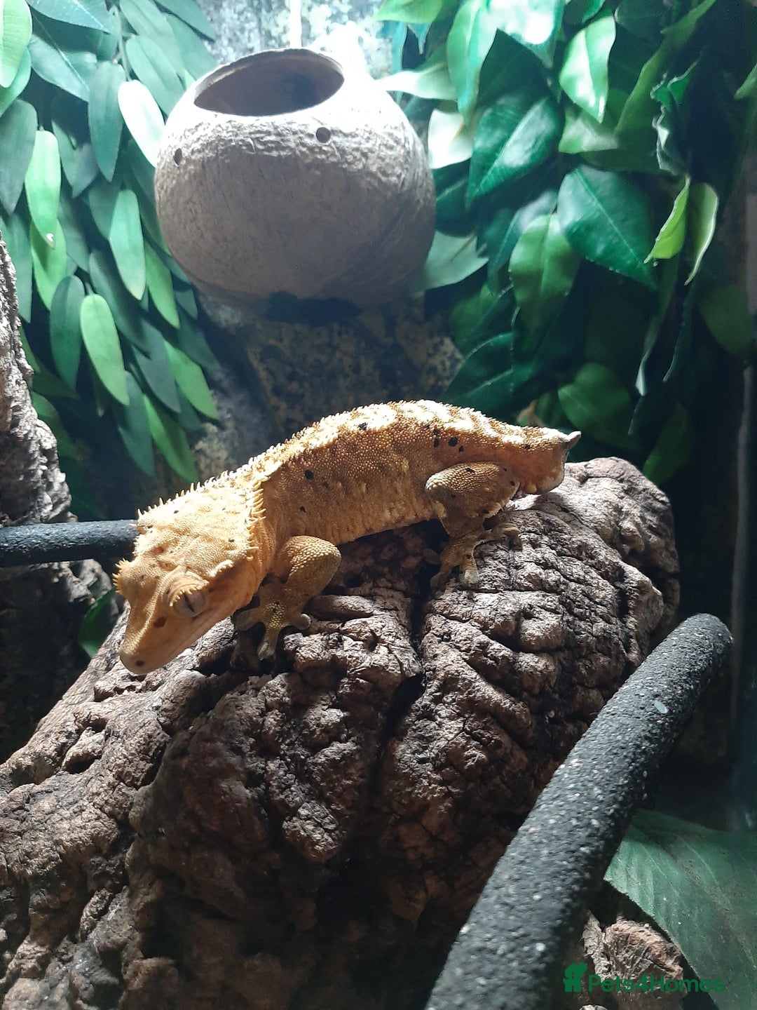 Gecko reptiles for sale: Crested Gecko  - Advert 1
